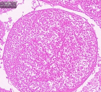 11111111111111111_0005_鱼类基础生物学研究5.jpg