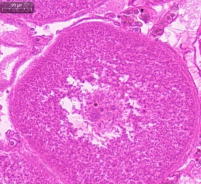 11111111111111111_0006_鱼类基础生物学研究4.jpg