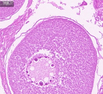 11111111111111111_0007_鱼类基础生物学研究3.jpg