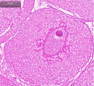 11111111111111111_0009_鱼类基础生物学研究.jpg