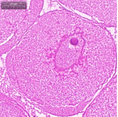鱼类基础生物学研究.jpg