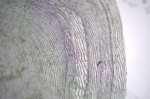 鱼类基础生物学研究11.jpg
