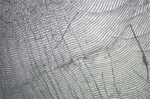 鱼类基础生物学研究12.jpg