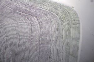 鱼类基础生物学研究13.jpg