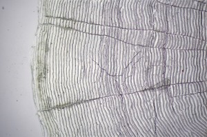 鱼类基础生物学研究14.jpg