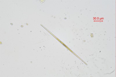 水生生物鉴定.jpg