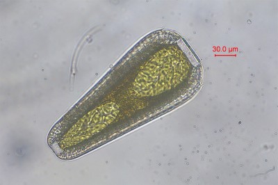水生生物鉴定2.jpg