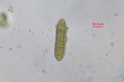 水生生物鉴定3.jpg