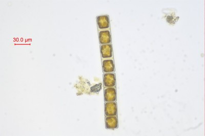 水生生物鉴定4.jpg