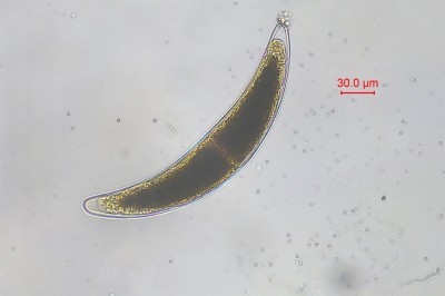 水生生物鉴定5.jpg