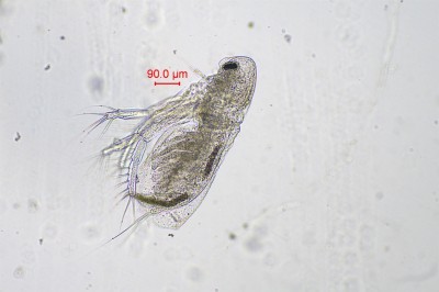 水生生物鉴定6.jpg