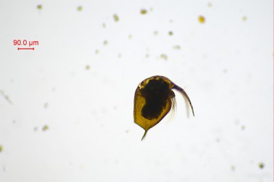 水生生物鉴定7.jpg