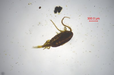 水生生物鉴定8.jpg
