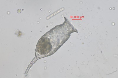 水生生物鉴定9.jpg