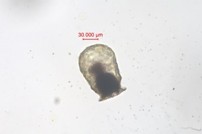 水生生物鉴定10.jpg