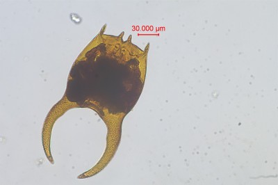 水生生物鉴定11.jpg
