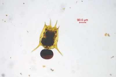 水生生物鉴定12.jpg