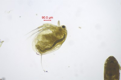 水生生物鉴定13.jpg
