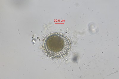 水生生物鉴定14.jpg
