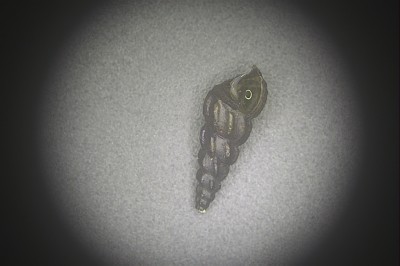 水生生物鉴定17.jpg