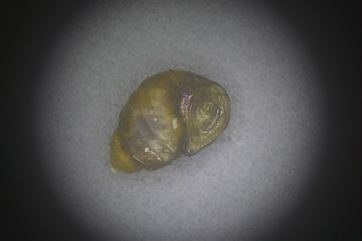 水生生物鉴定18.jpg