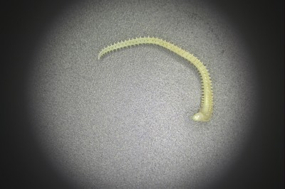 水生生物鉴定19.jpg