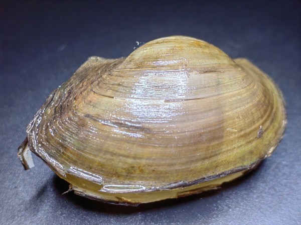 水生生物鉴定16.jpg